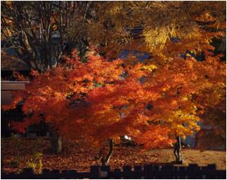 常盤公園のもみじ