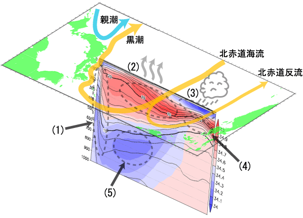 水温・塩分の観測結果の見かた