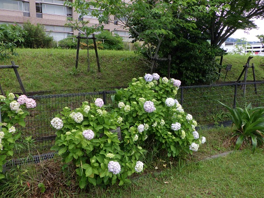 あじさいの開花