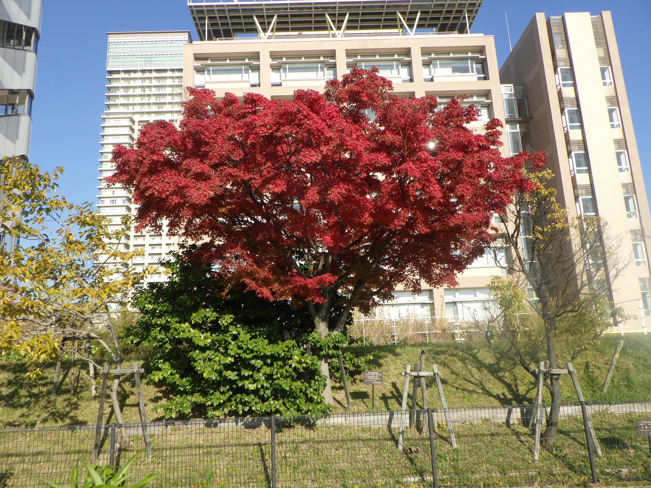 かえでの紅葉