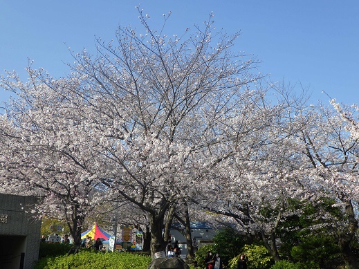 桜の開花