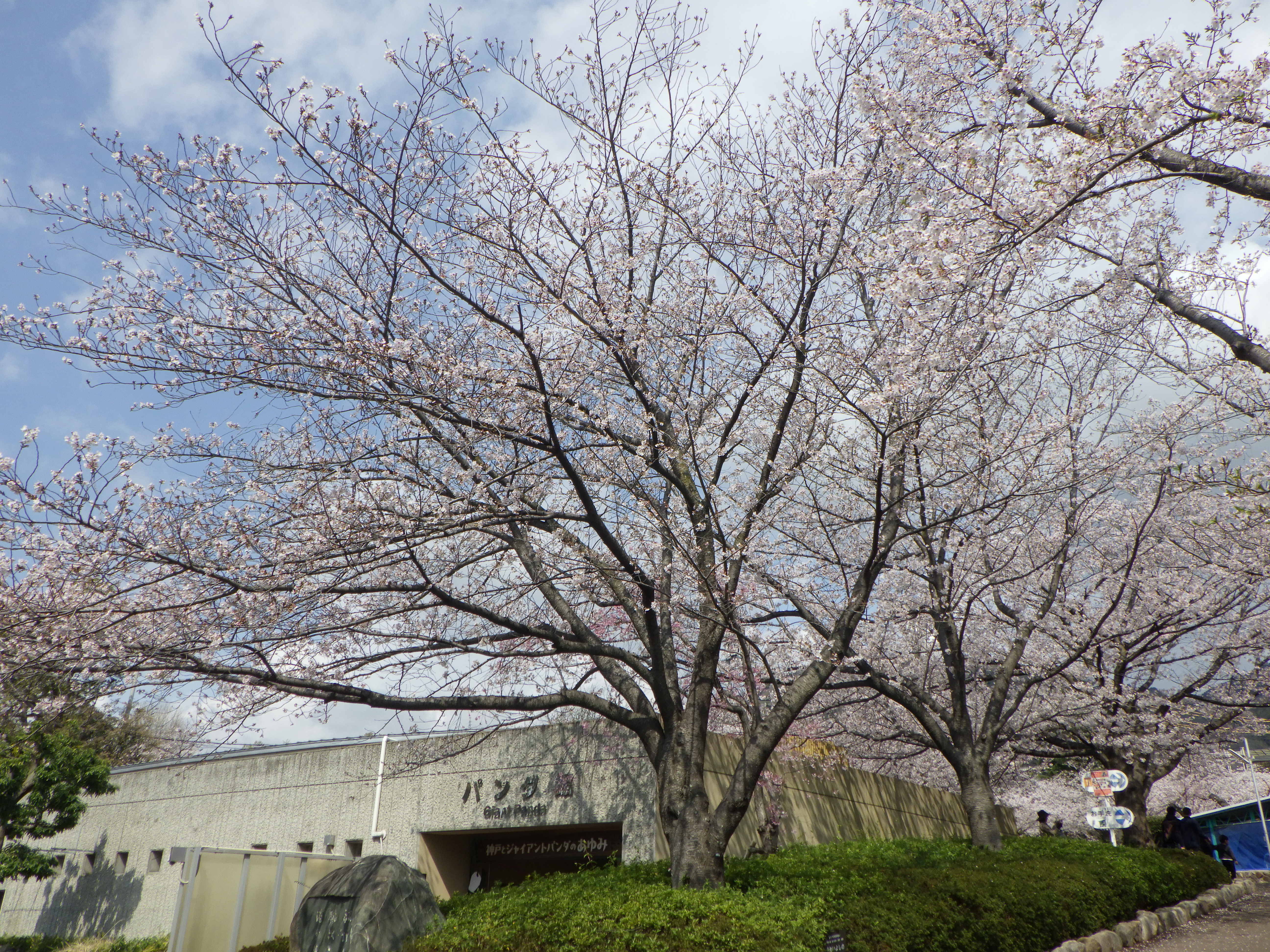 桜の満開