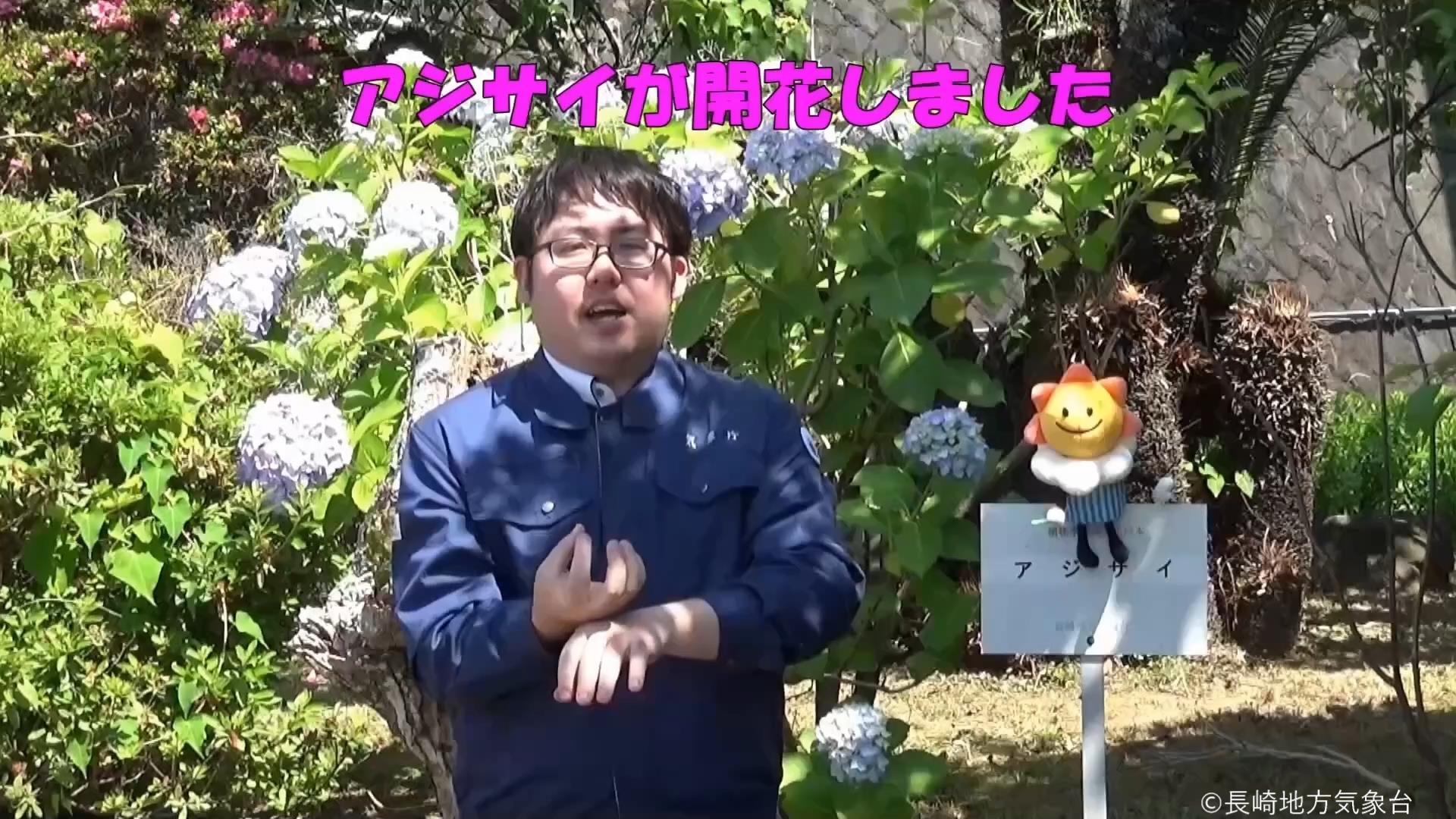 アジサイの開花と大雨に注意