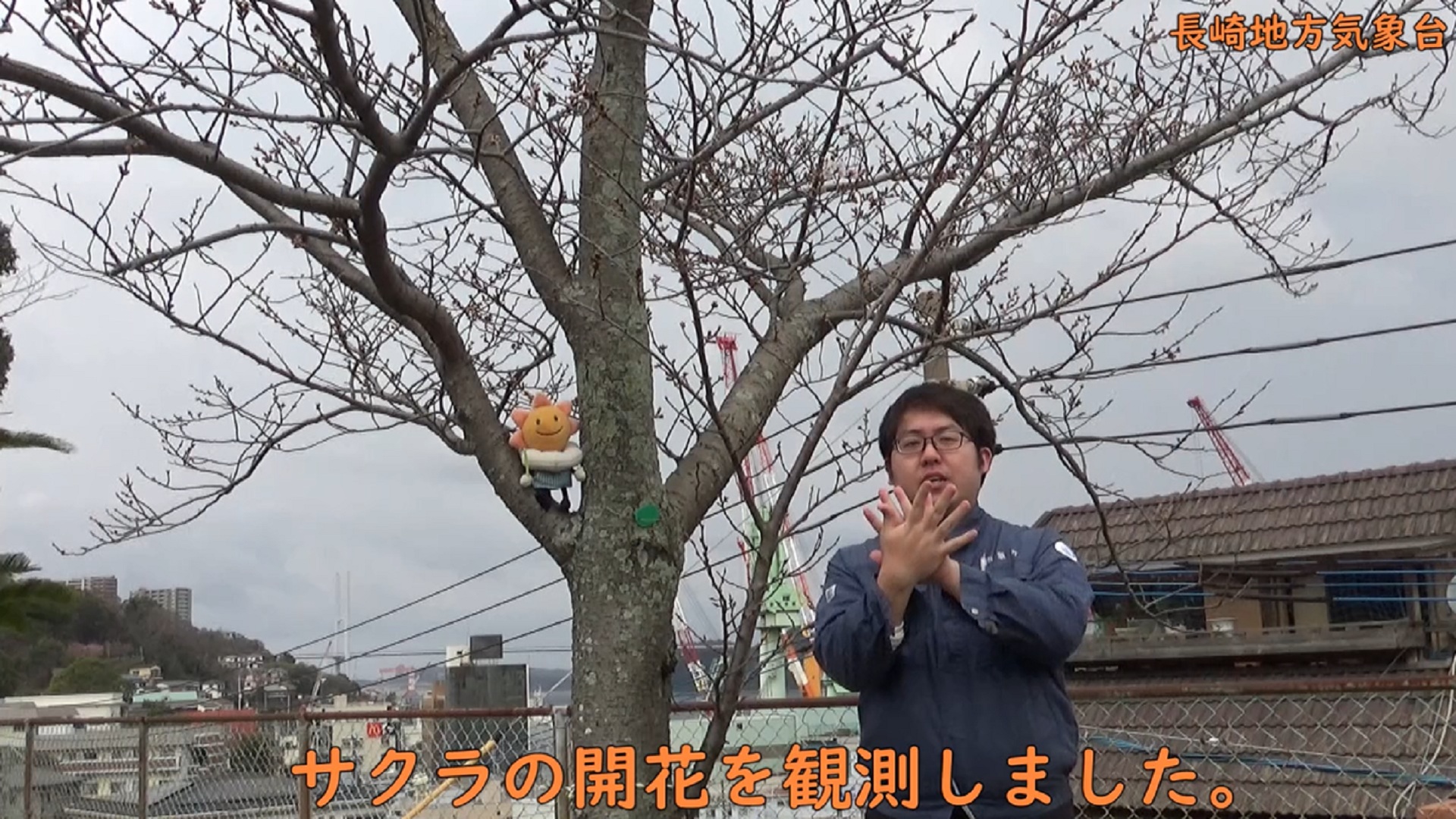 サクラが開花しました！