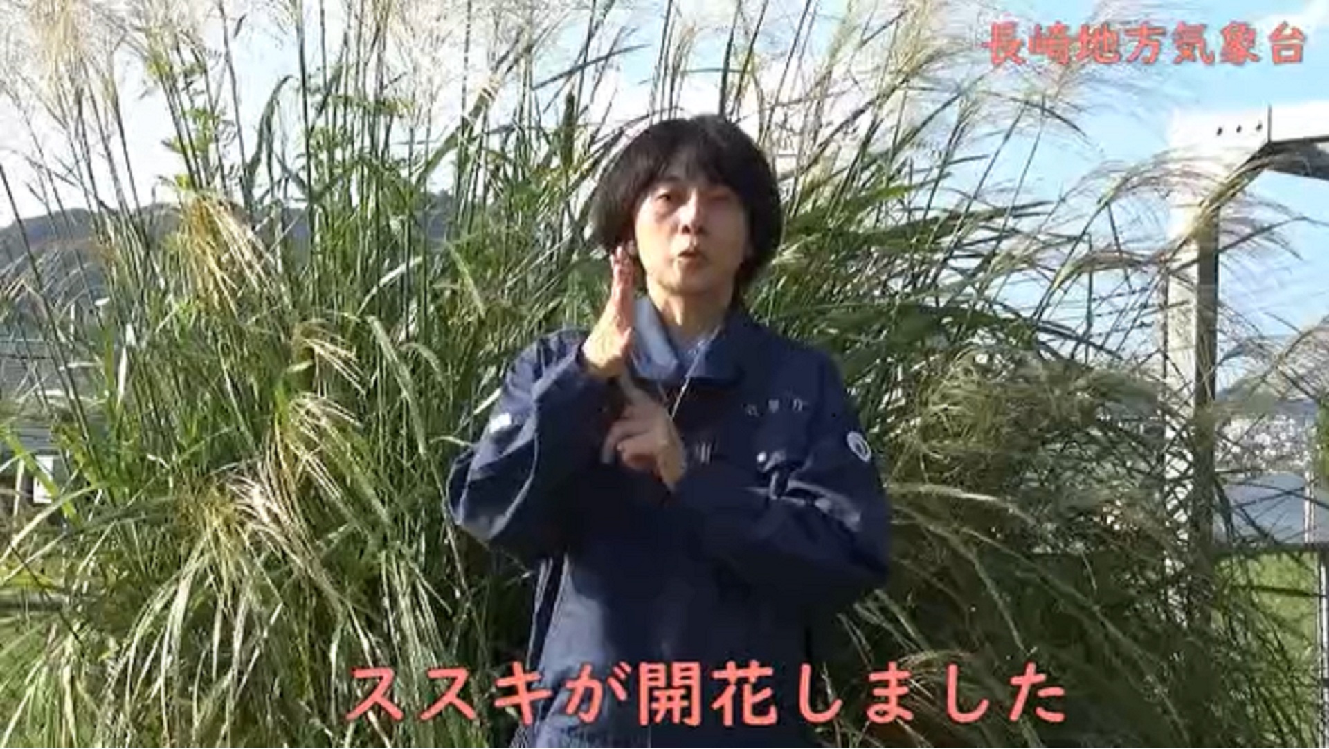 ススキが開花しました!