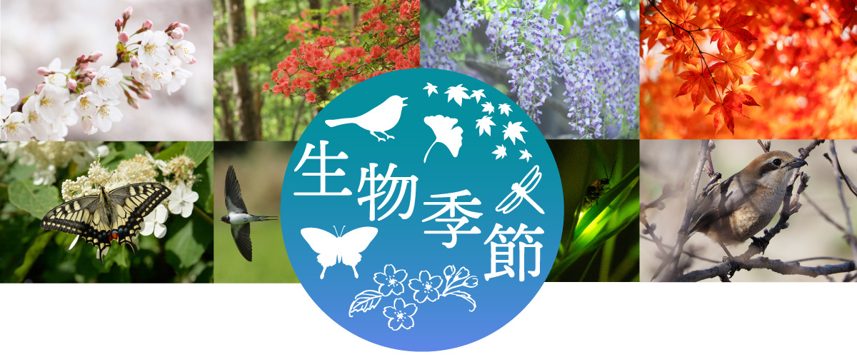 生物季節ロゴ