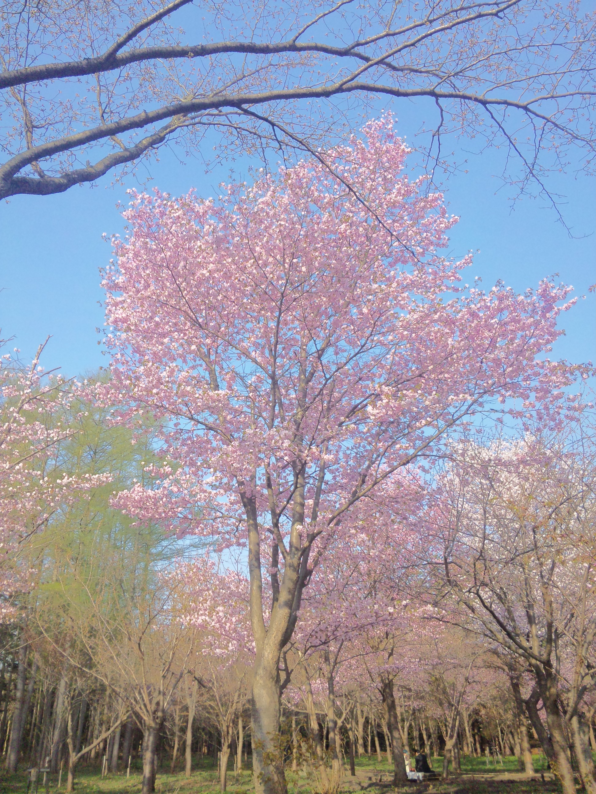 さくら（昔）