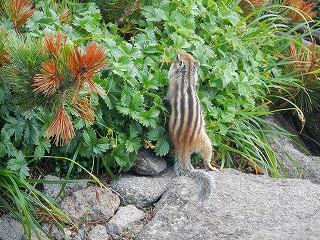 羊蹄山写真05