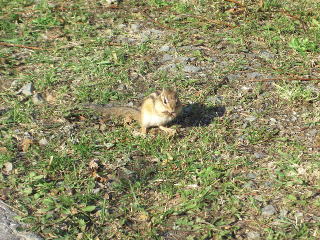 稚内公園のシマリスの写真